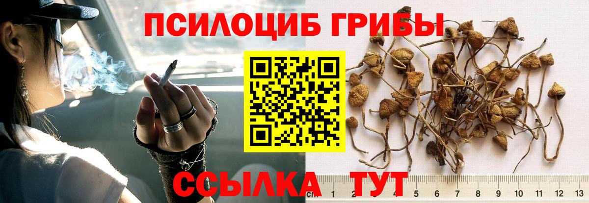 Галлюциногенные грибы Psilocybe Ярцево